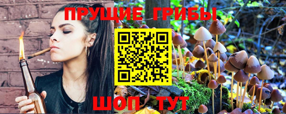 Сосновый Бор  Псилоцибиновые грибы Psilocybine cubensis  Вход с VPN 